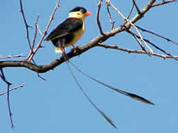 A paradise whydah